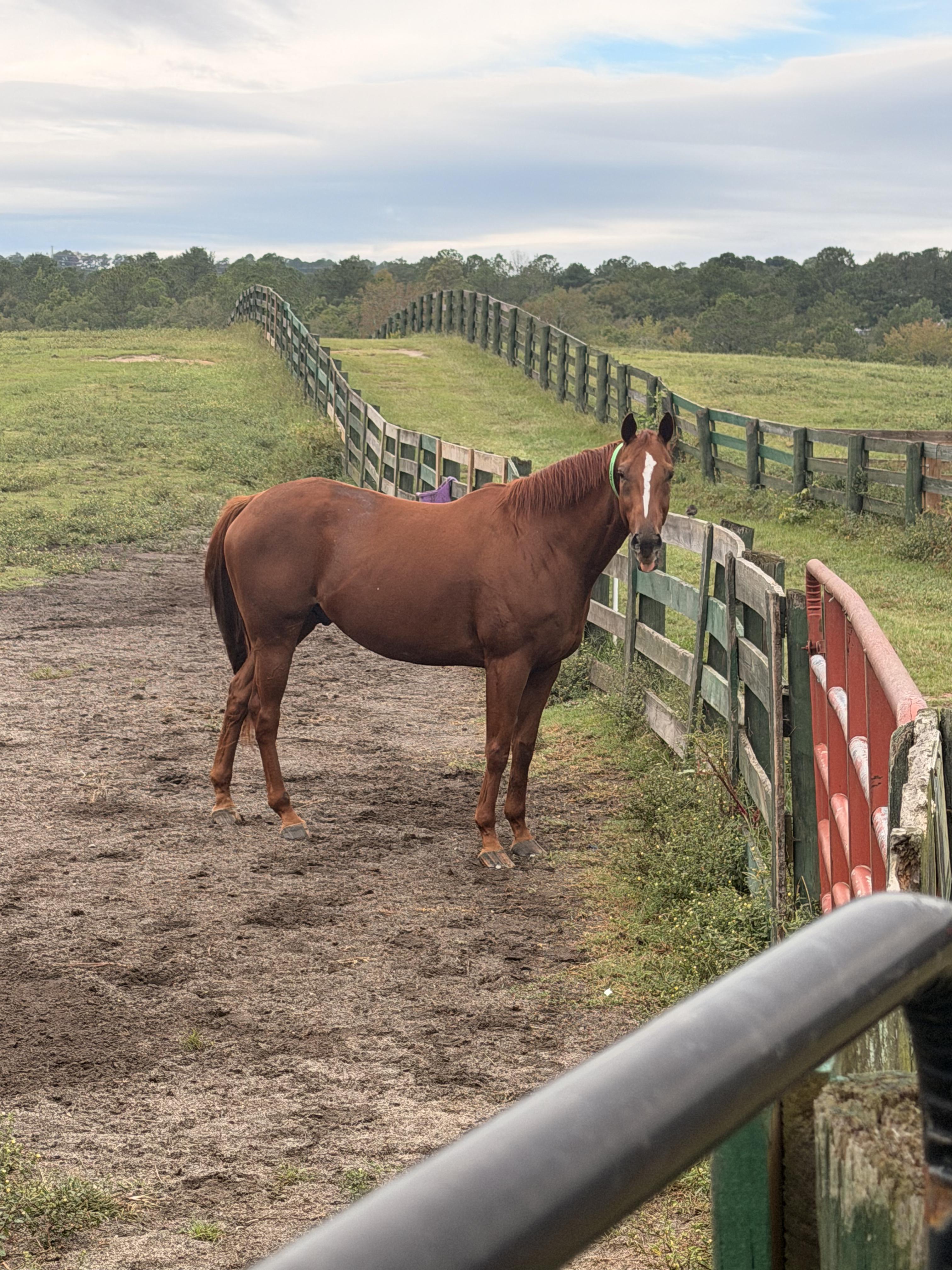 Bourre Trick, Adoptable, Adult Male Thoroughbred.