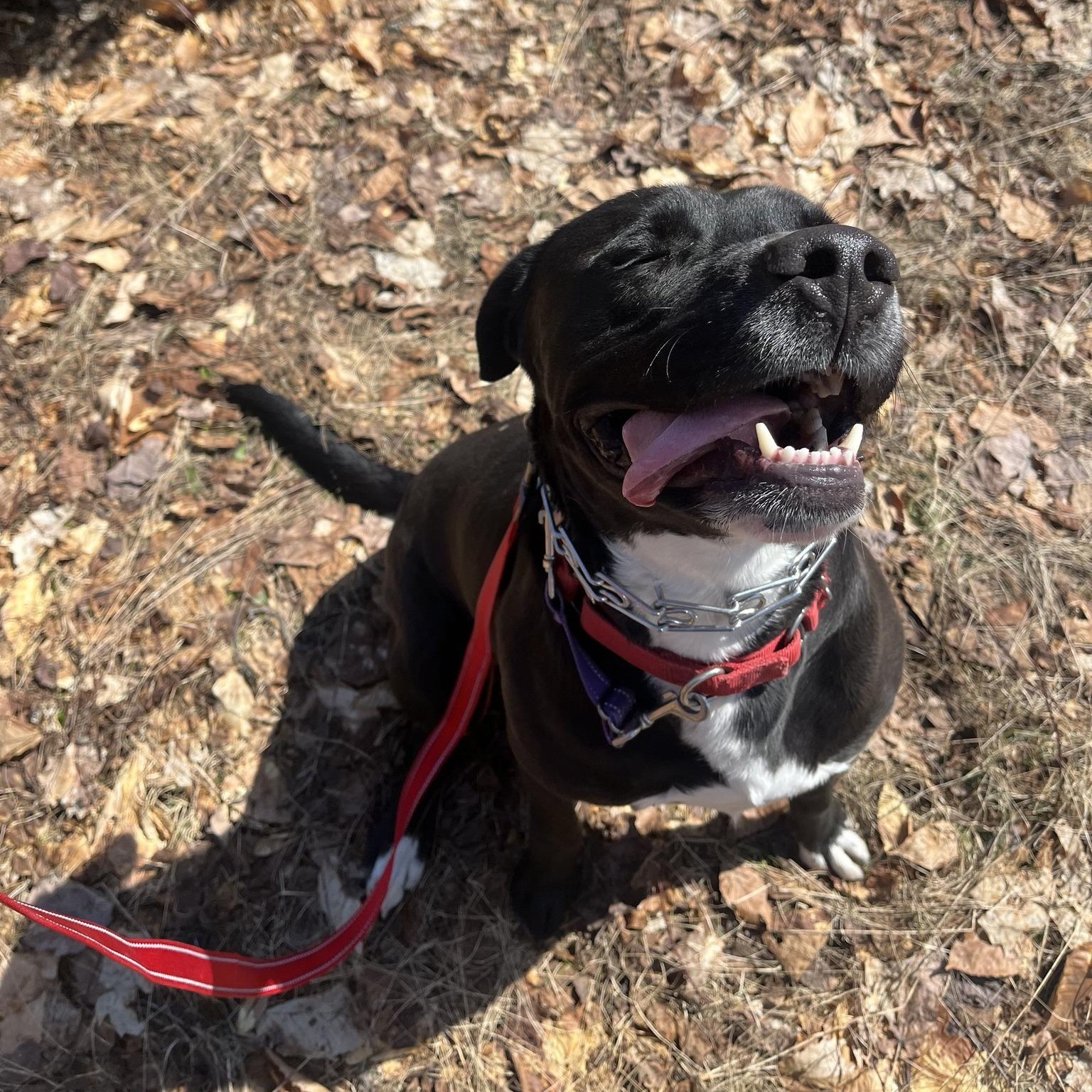 Enlarge Ozzy, a Adoptable mixed breed in Manistique, MI image 1/4