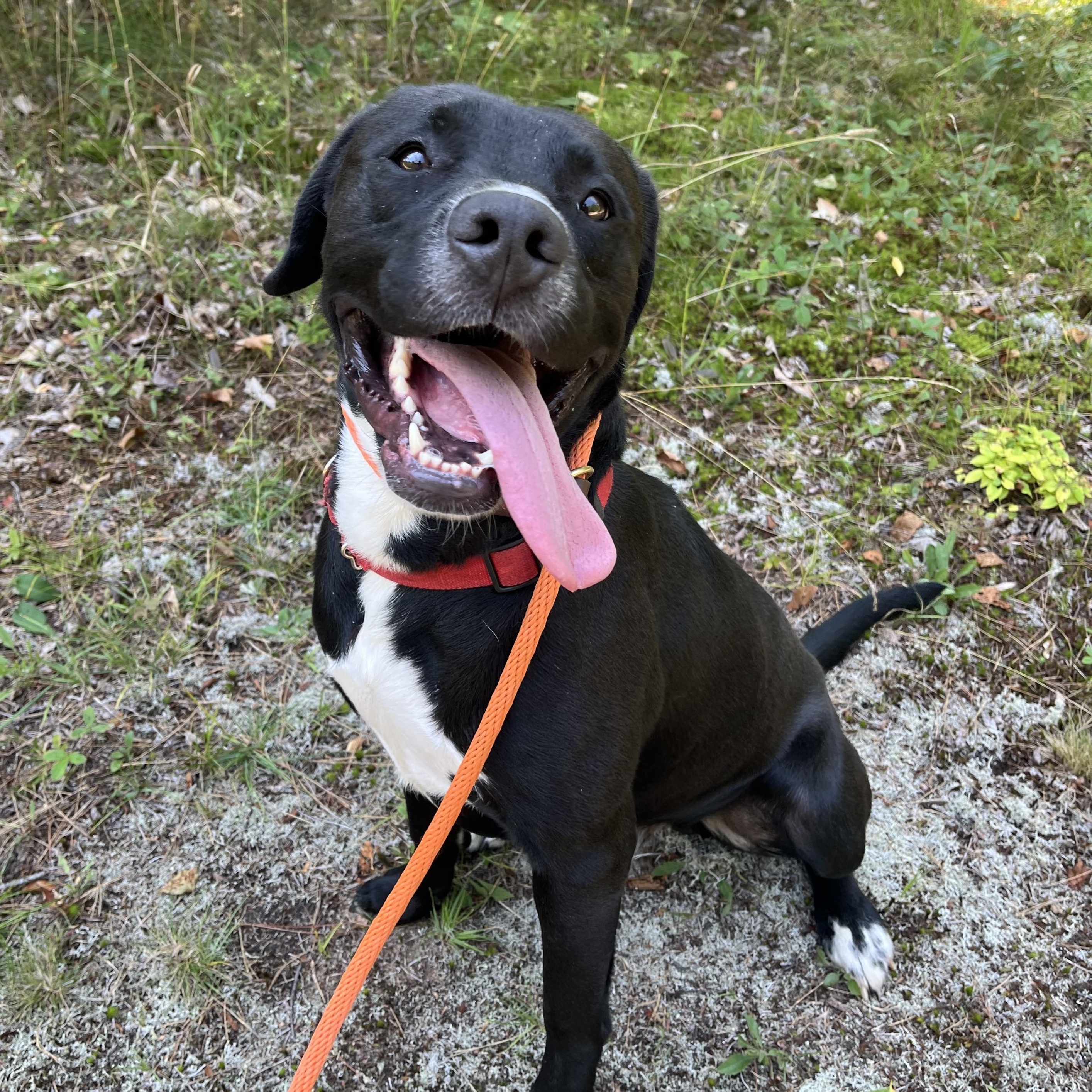 Ozzy, Adoptable, Adult Male Labrador Retriever & Pit Bull Terrier.