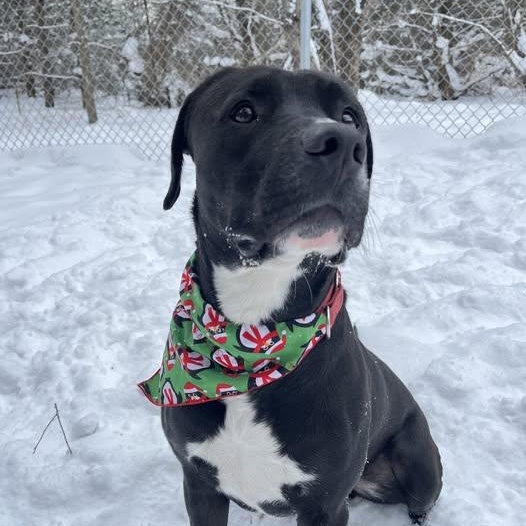 Ozzy, Adoptable, Adult Male Labrador Retriever & Pit Bull Terrier.
