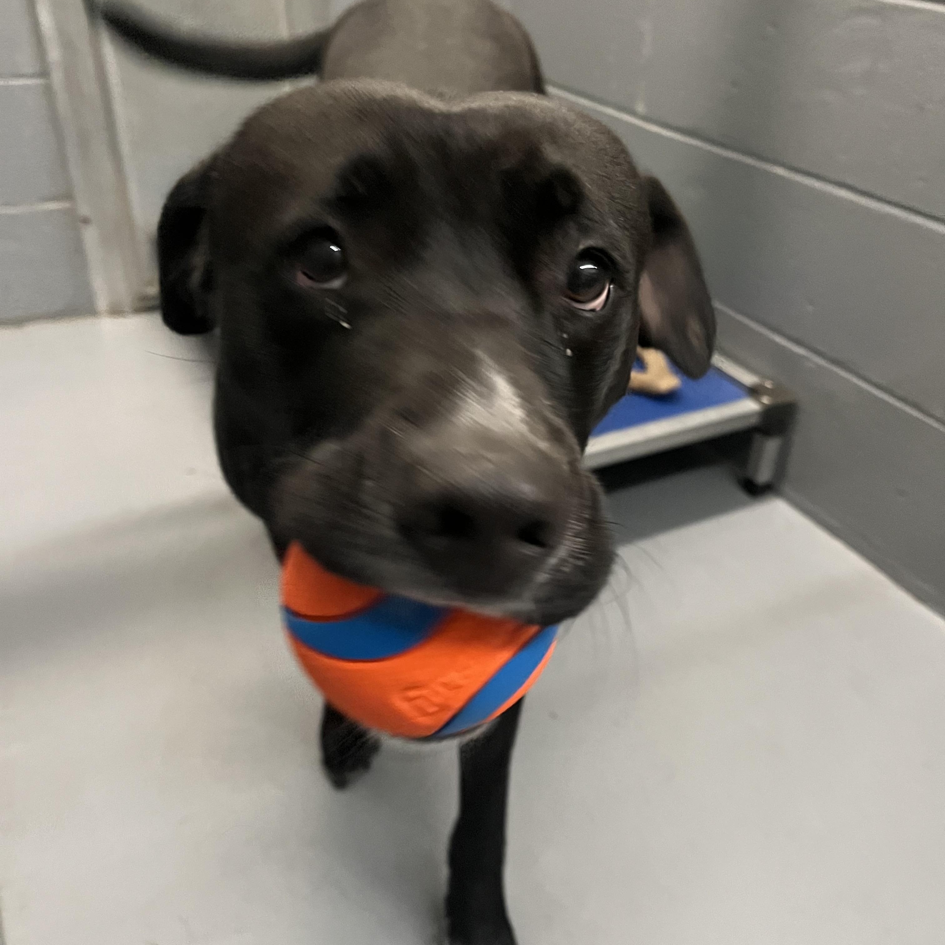 Ozzy, a Adoptable mixed breed in Manistique, MI image 2/4