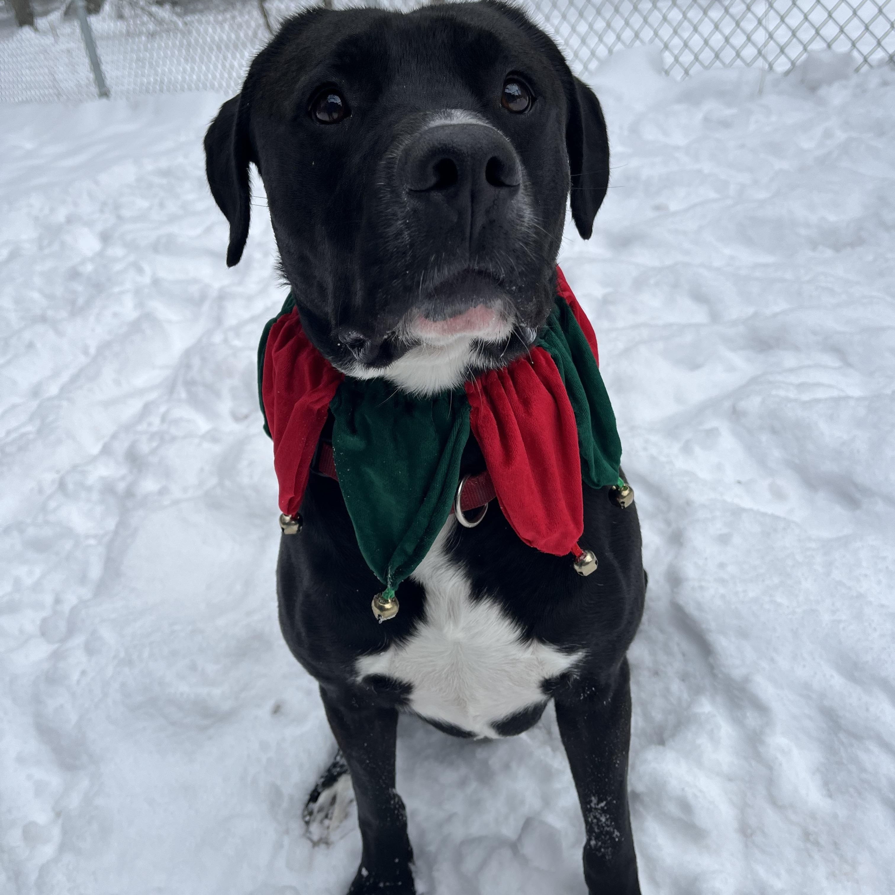 Ozzy, a Adoptable mixed breed in Manistique, MI image 3/4