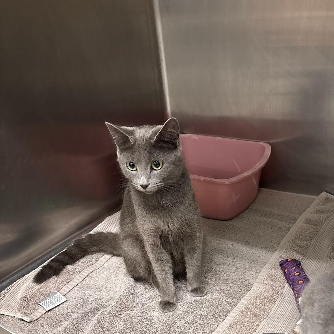 Enlarge Milay, a Adoptable mixed breed in Kent, WA image 3/4