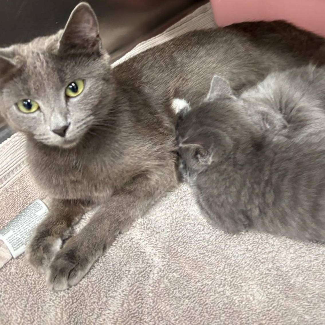 Milay, Adoptable, Young Female Russian Blue.