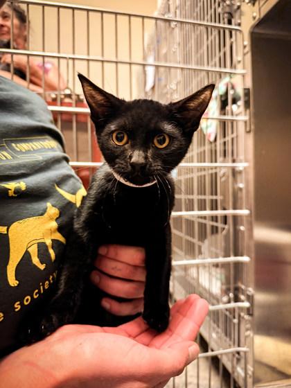 Gouda, ADOPTABLE, Kitten Male Domestic Short Hair.