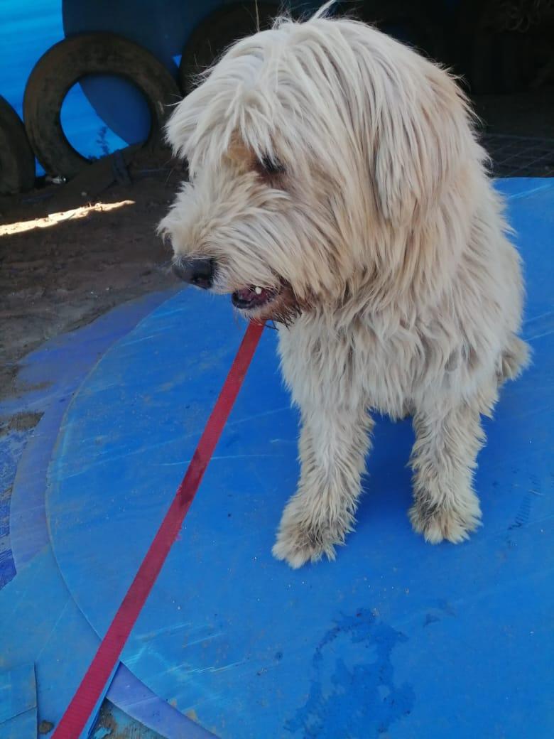 Enlarge Pablo , a ADOPTABLE mixed breed in San Diego, CA image 2/3