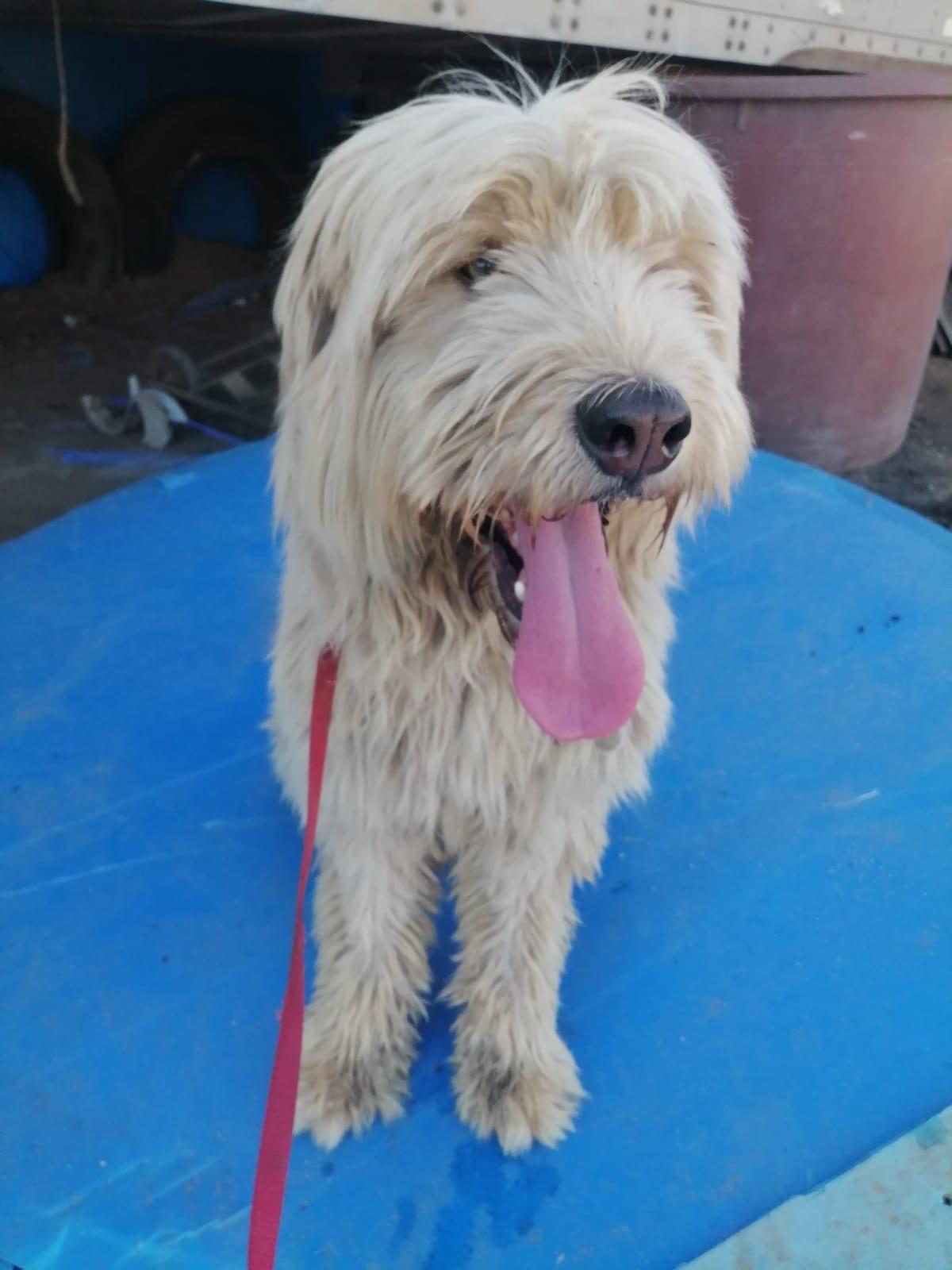 Pablo , ADOPTABLE, Adult Male Old English Sheepdog.