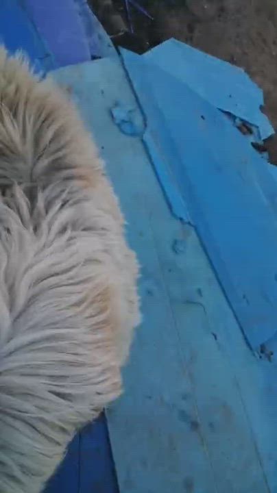 Enlarge Pablo , a ADOPTABLE mixed breed in San Diego, CA video 3/3