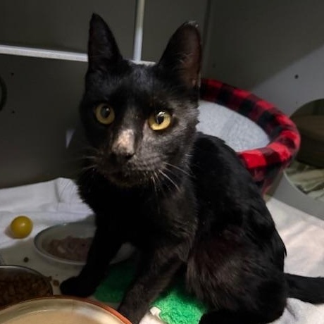 Noir, an adopted Domestic Short Hair in Honesdale, PA image 1/3