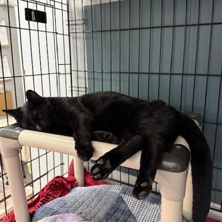 Noir, an adopted Domestic Short Hair in Honesdale, PA image 3/3
