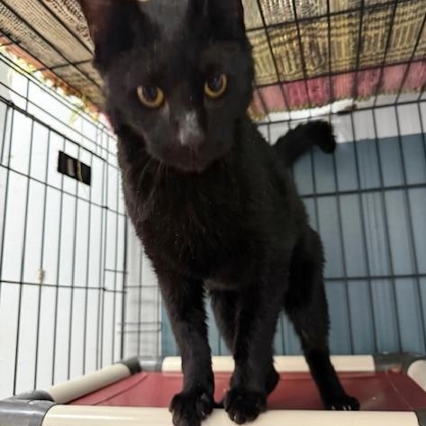 Noir, an adopted Domestic Short Hair in Honesdale, PA image 2/3