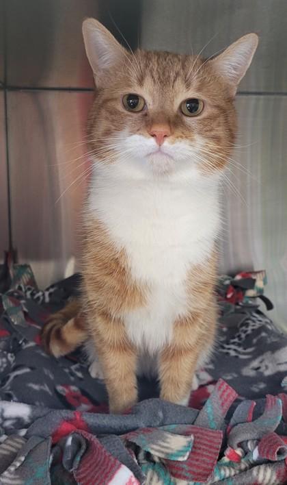Enlarge Paco, a Adopted Domestic Short Hair in Cobourg, ON image 2/2