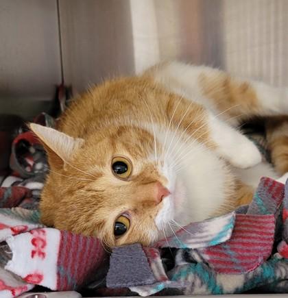 Paco, Adopted, Young Male Domestic Short Hair.