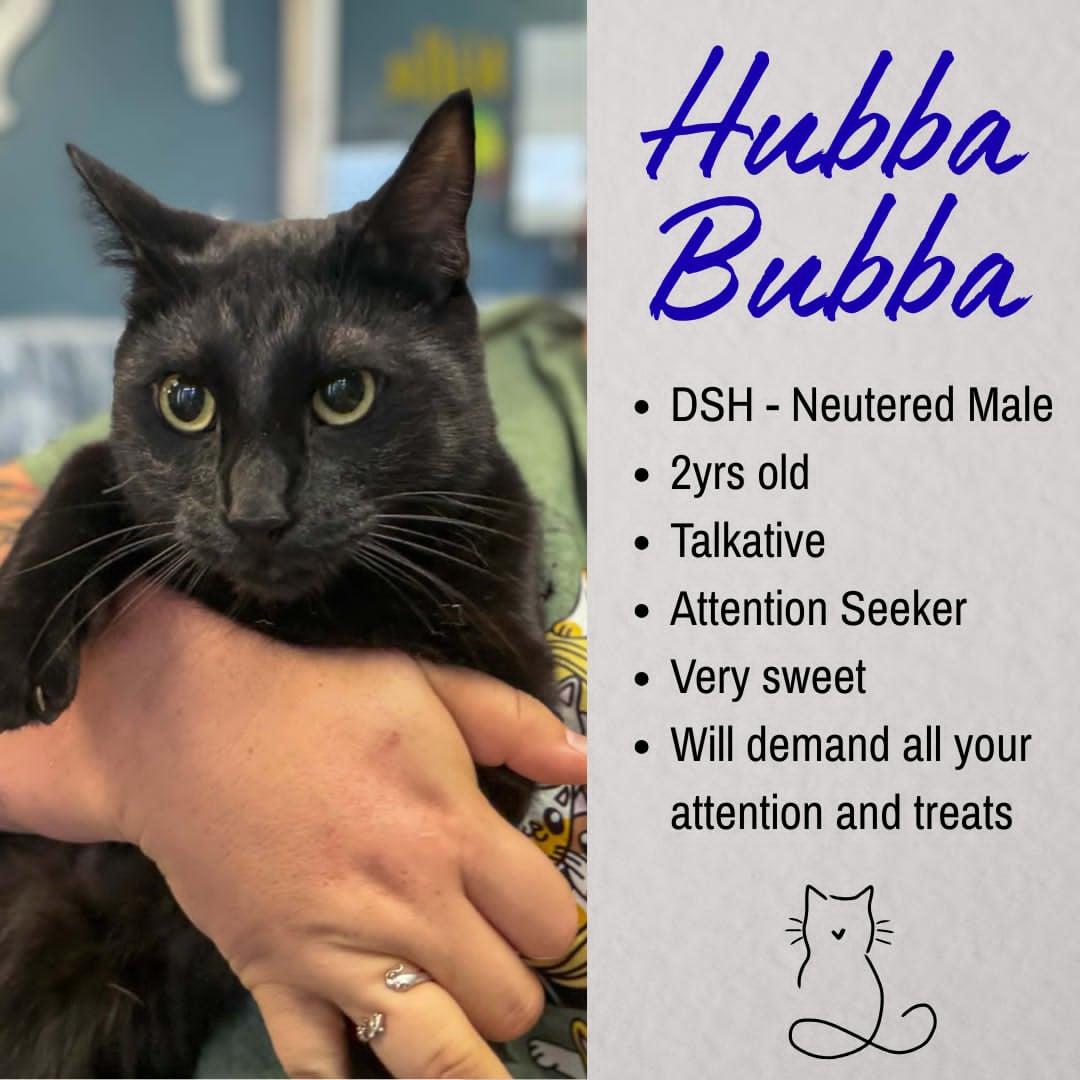 Enlarge Hubba Bubba, a ADOPTABLE Domestic Short Hair in Junction City, KS image 1/1