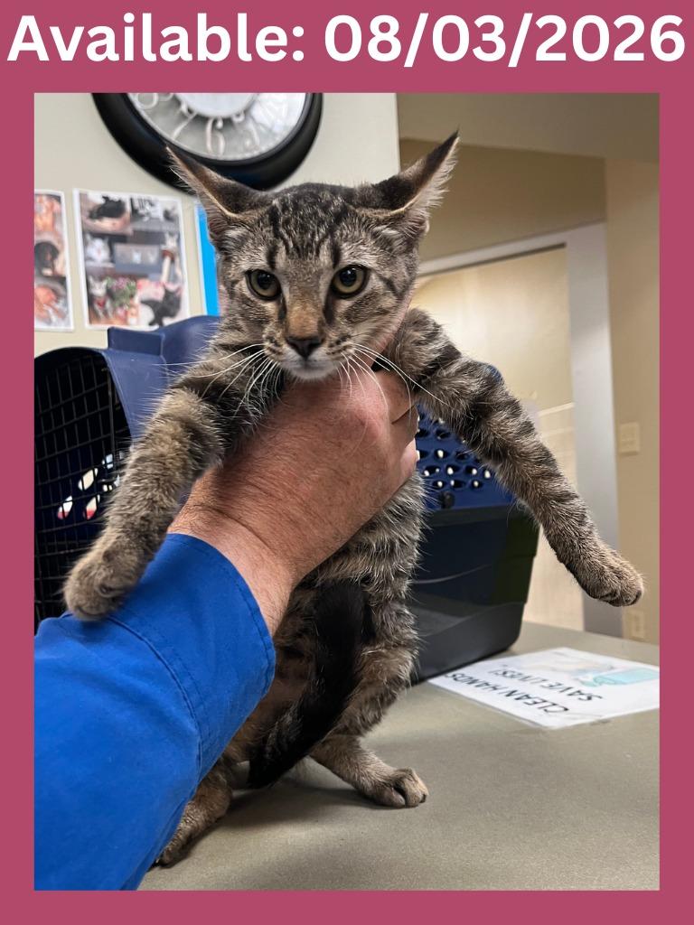 Cat Condo #8, Adoptable, Kitten Female Domestic Short Hair.