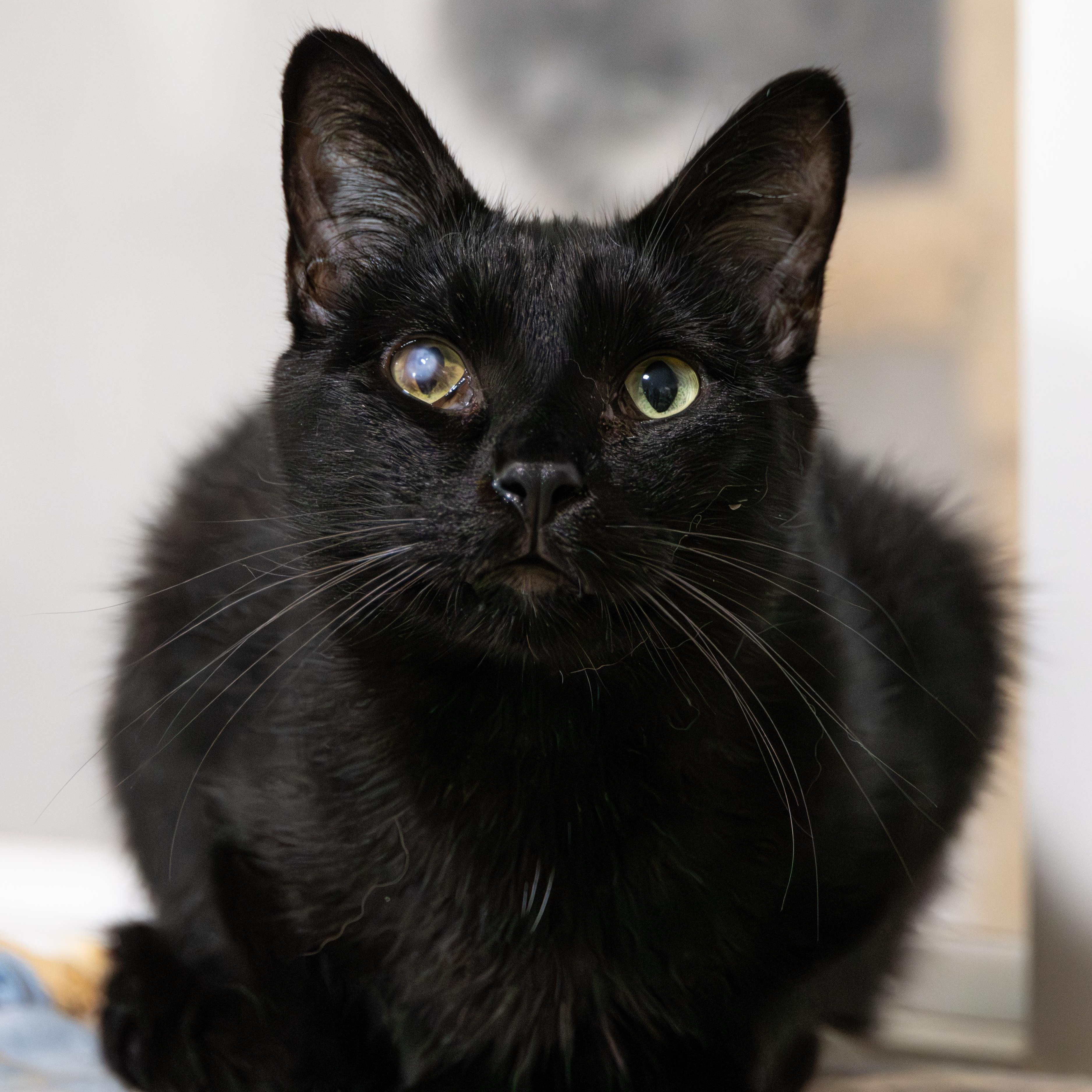 Ethan, a Adoptable Domestic Short Hair in Richland Center, WI image 5/6