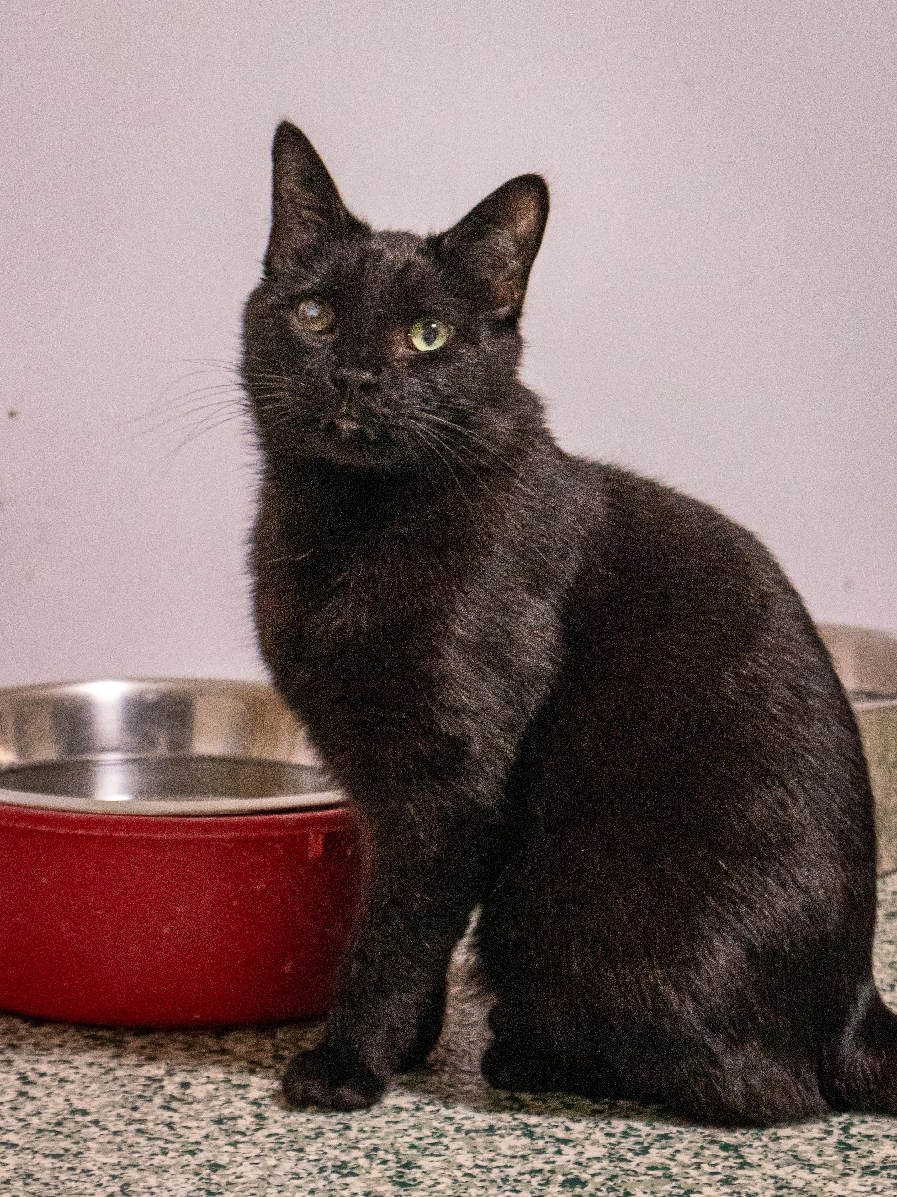 Ethan, Adult Male Domestic Short Hair