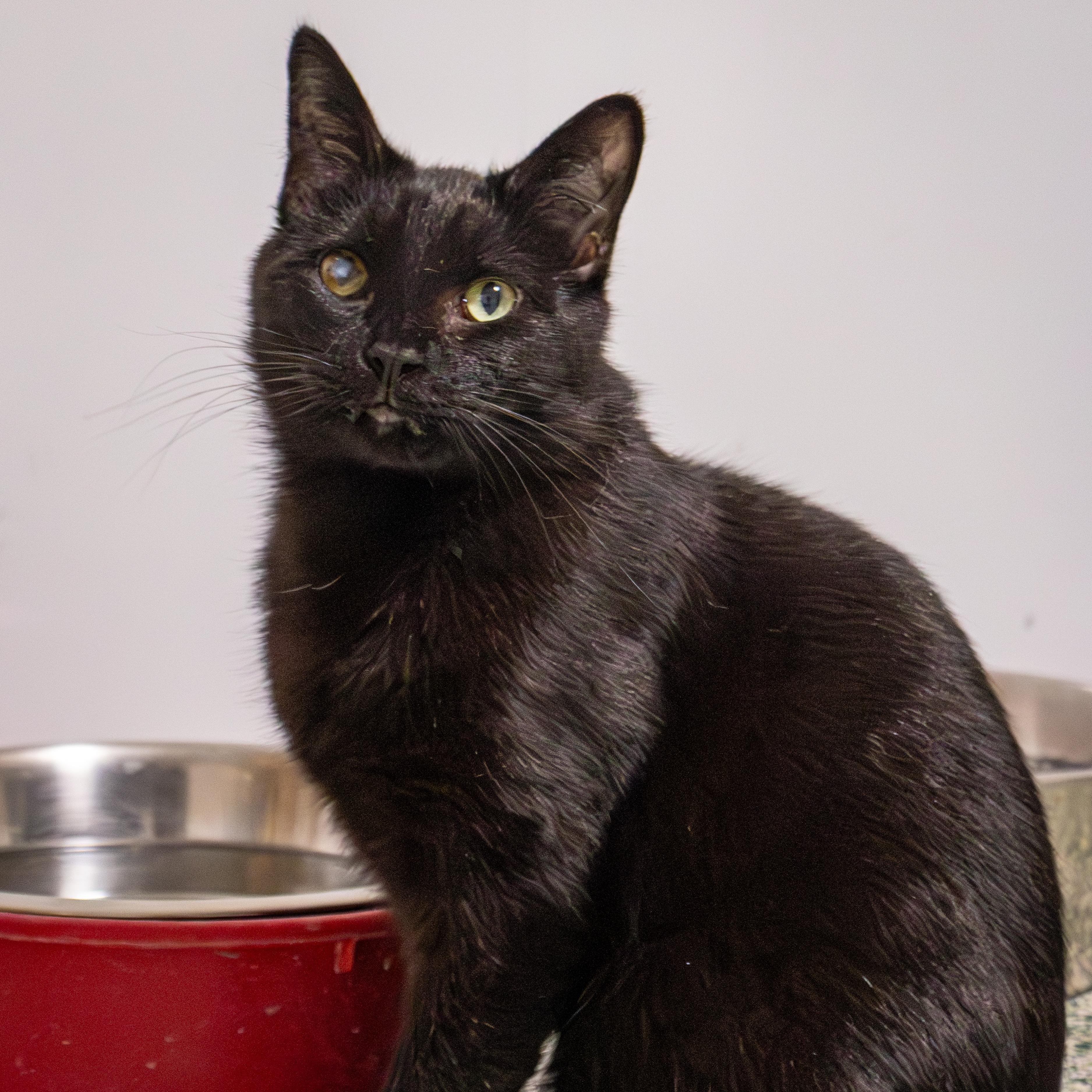 Ethan, a Adoptable Domestic Short Hair in Richland Center, WI image 6/6