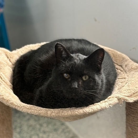 Ethan, a Adoptable Domestic Short Hair in Richland Center, WI image 3/6