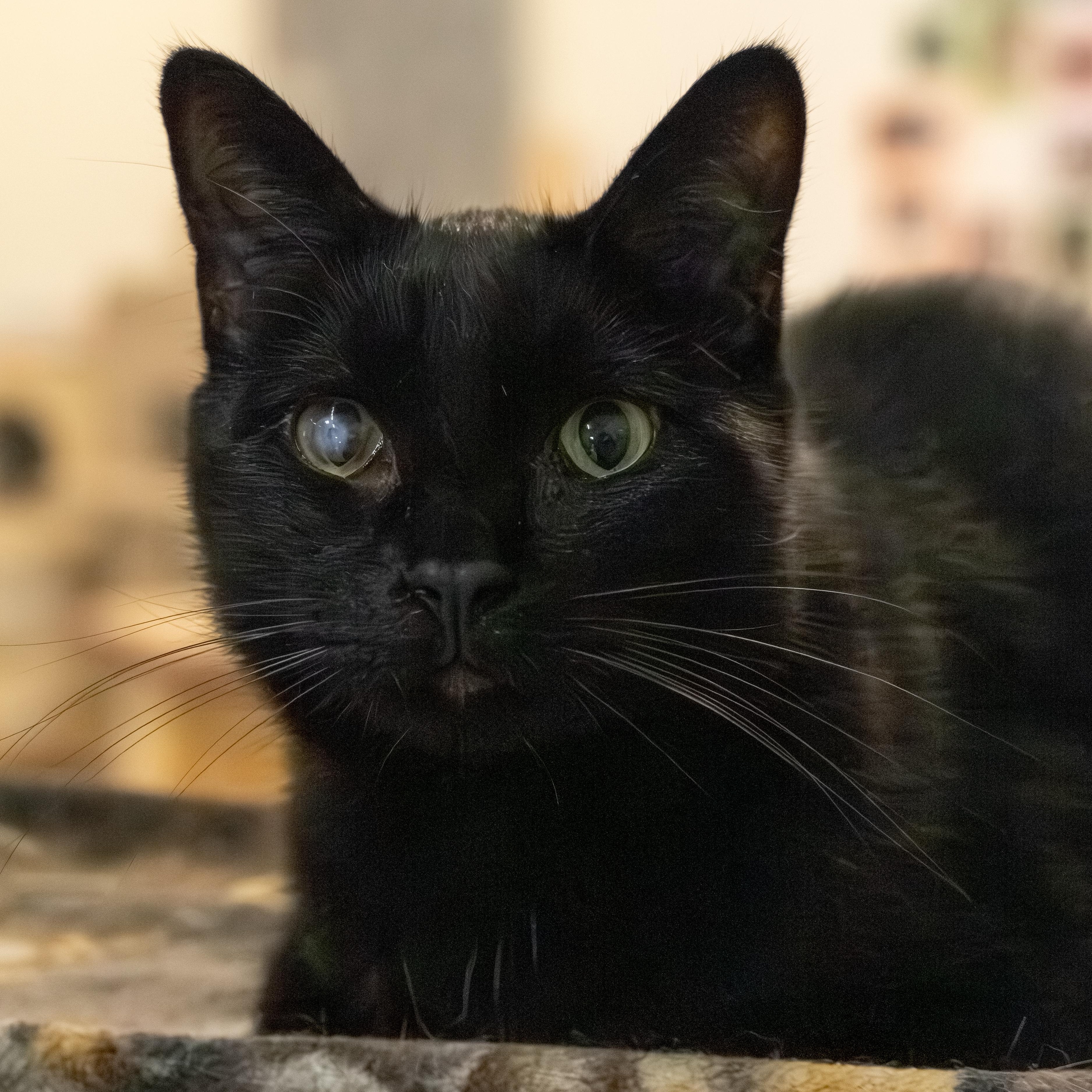 Ethan, an adoptable Domestic Short Hair in Richland Center, WI, 53581 | Photo Image 1