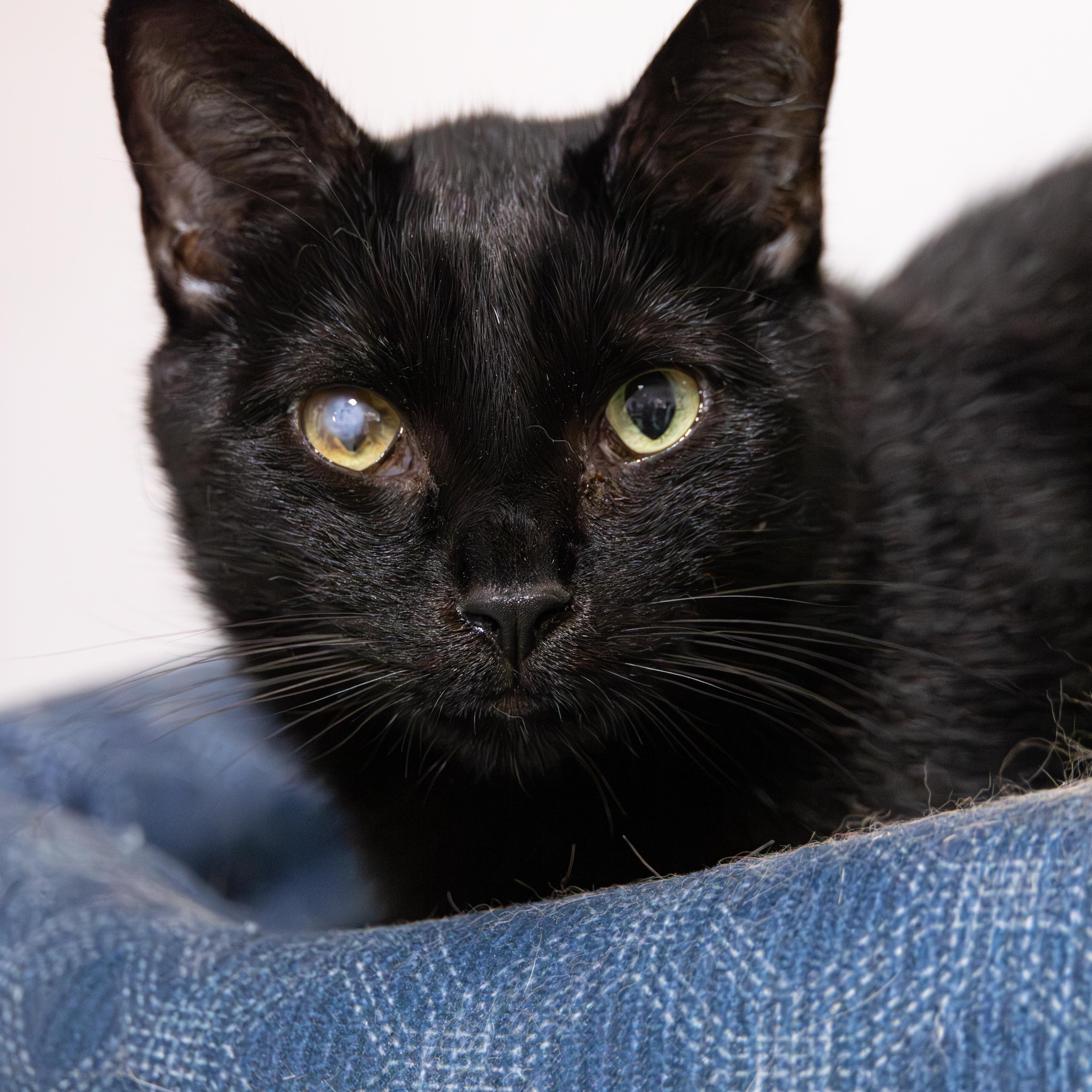 Ethan, a Adoptable Domestic Short Hair in Richland Center, WI image 4/6