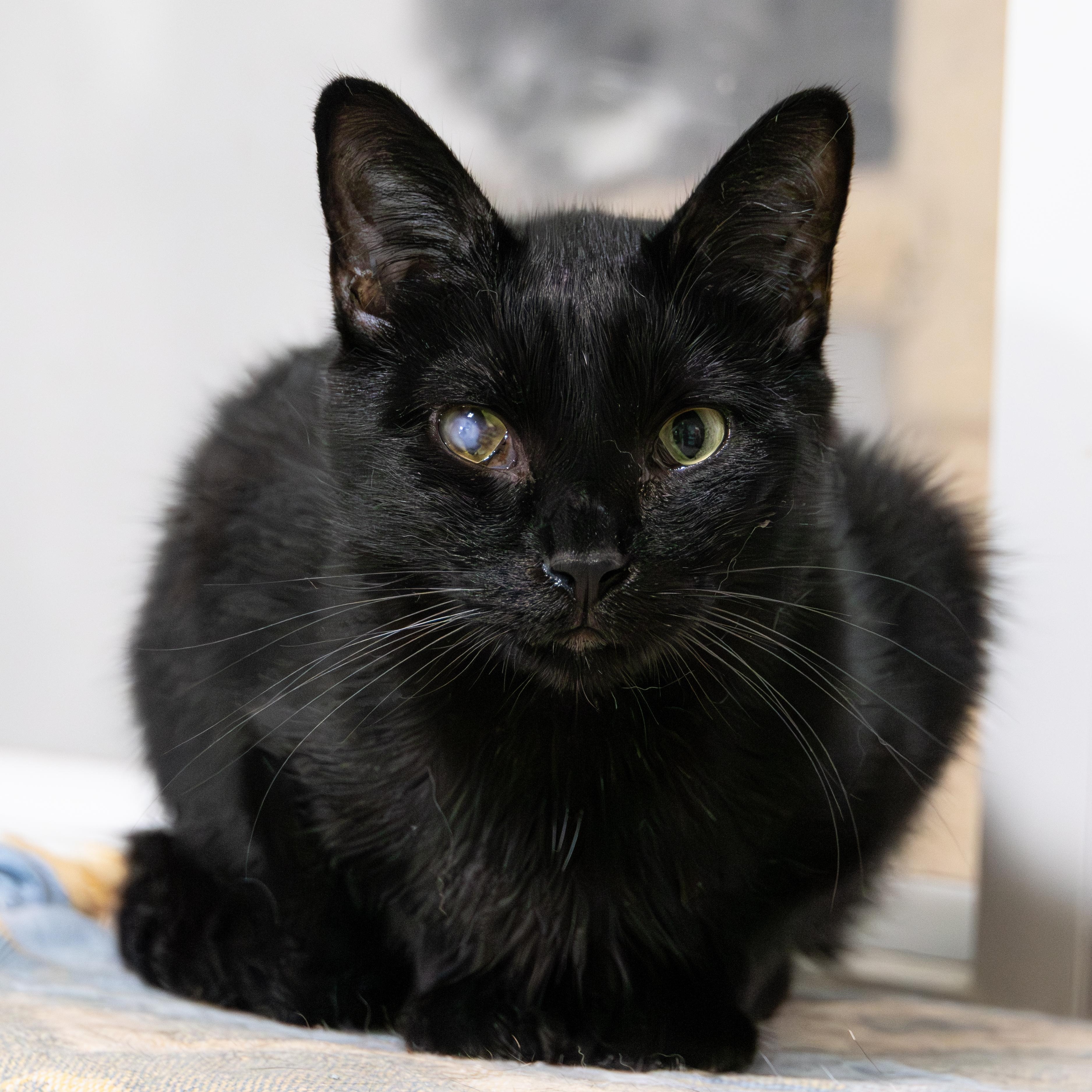 Ethan, a Adoptable Domestic Short Hair in Richland Center, WI image 2/6