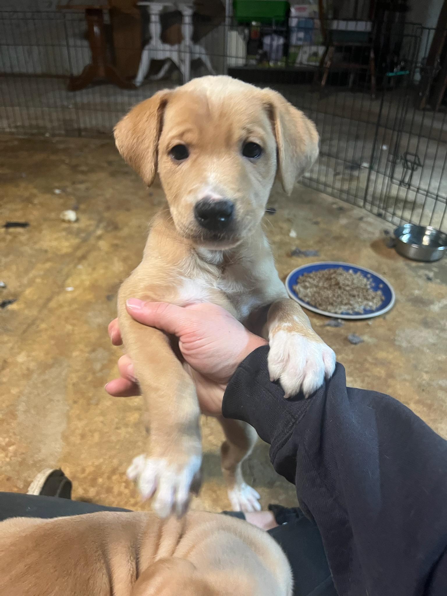 Nectar, Adopted, Young Female Labrador Retriever & Beagle.