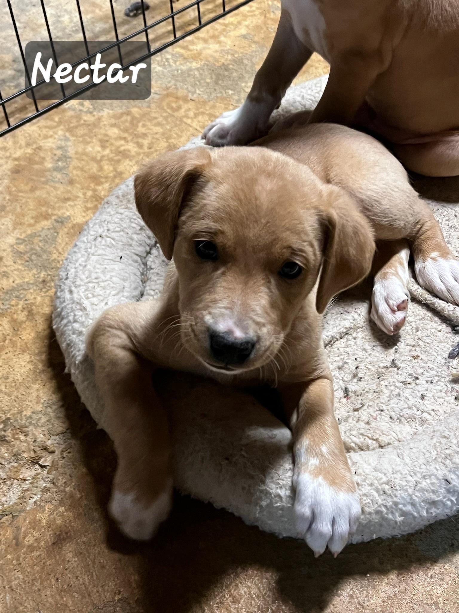 Enlarge Nectar, a Adopted mixed breed in Florissant, MO image 2/5