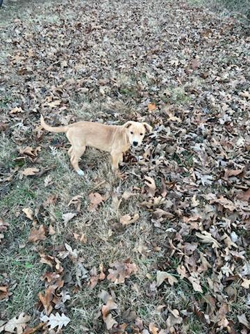 Enlarge Nectar, a Adopted mixed breed in Florissant, MO image 4/5