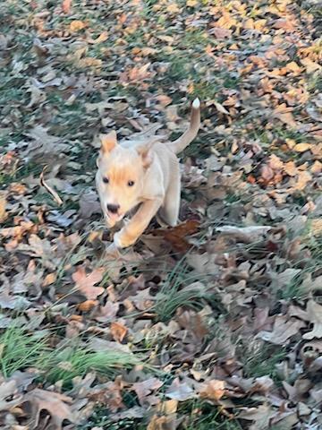 Enlarge Nectar, a Adopted mixed breed in Florissant, MO image 5/5