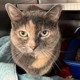 Sammie *Adoption Fee Sponsored*