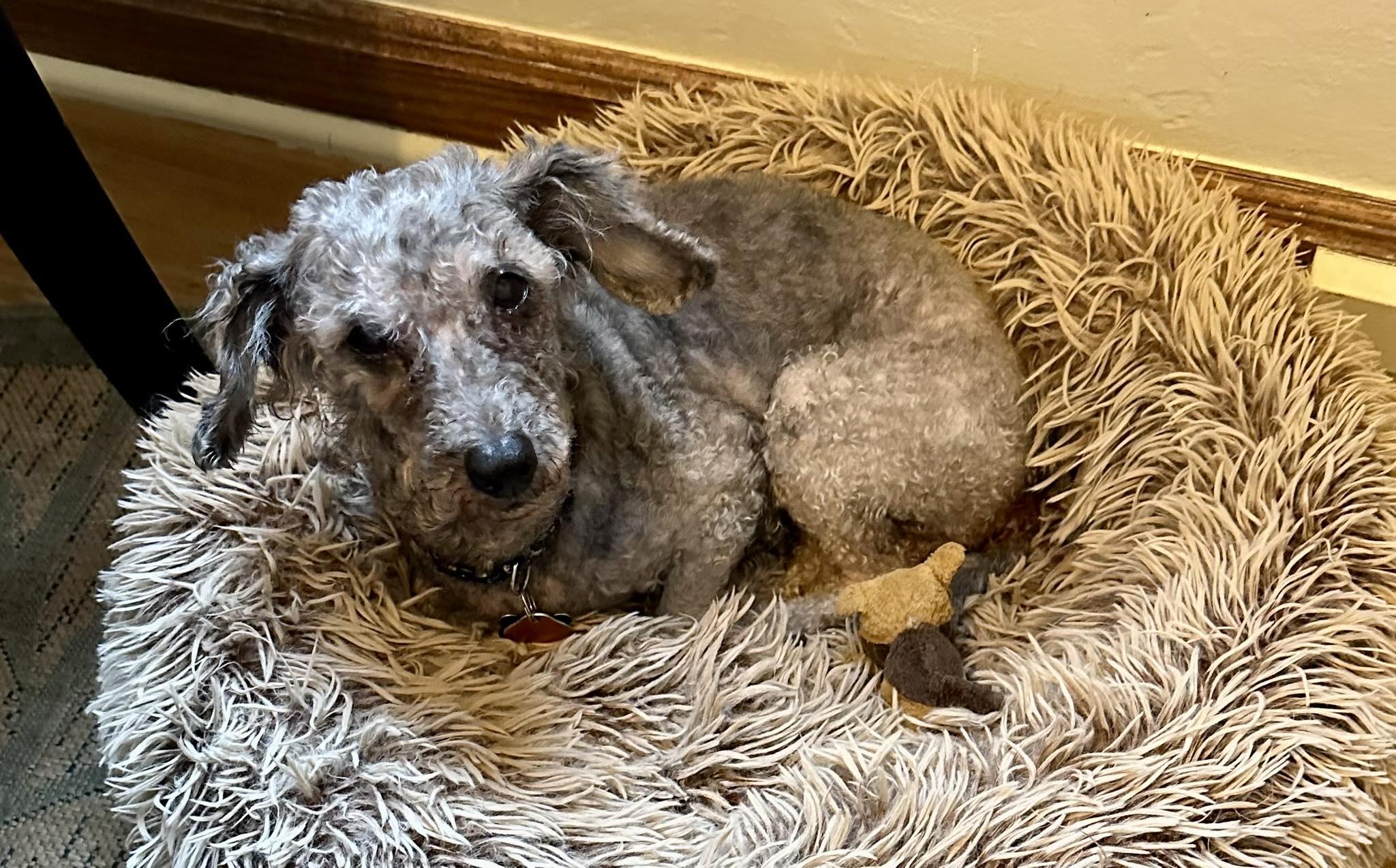Enlarge Curls, a ADOPTABLE Miniature Poodle in Livermore, CA image 3/3