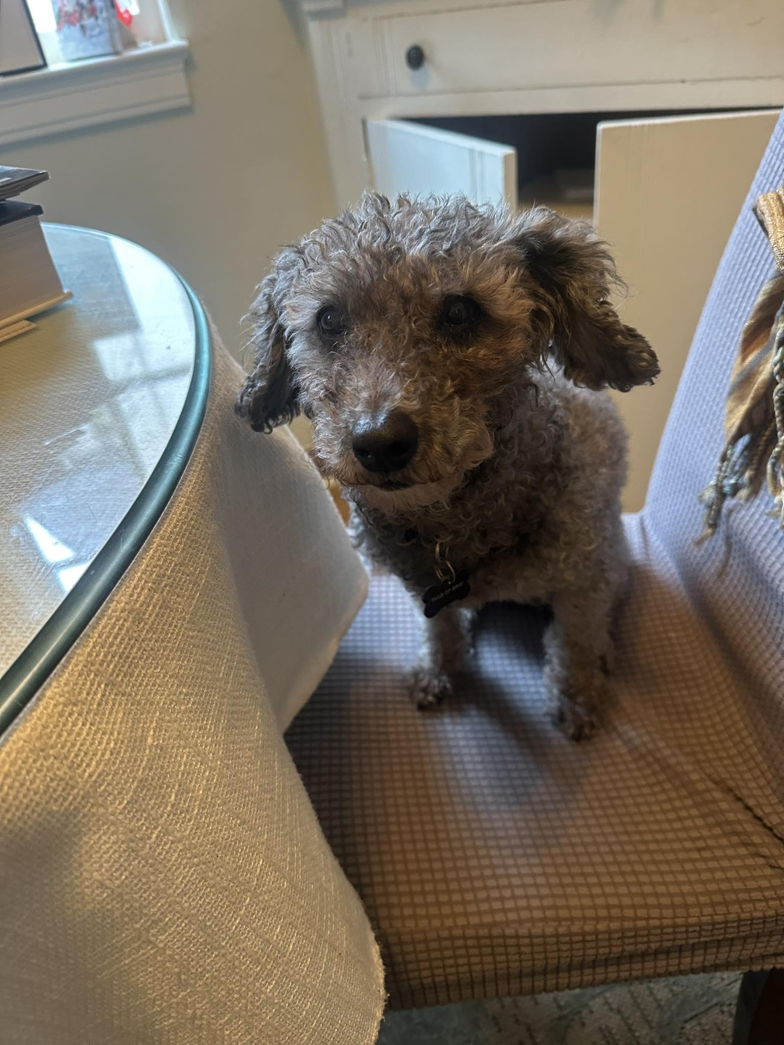 Curls, ADOPTABLE, Senior Female Miniature Poodle.