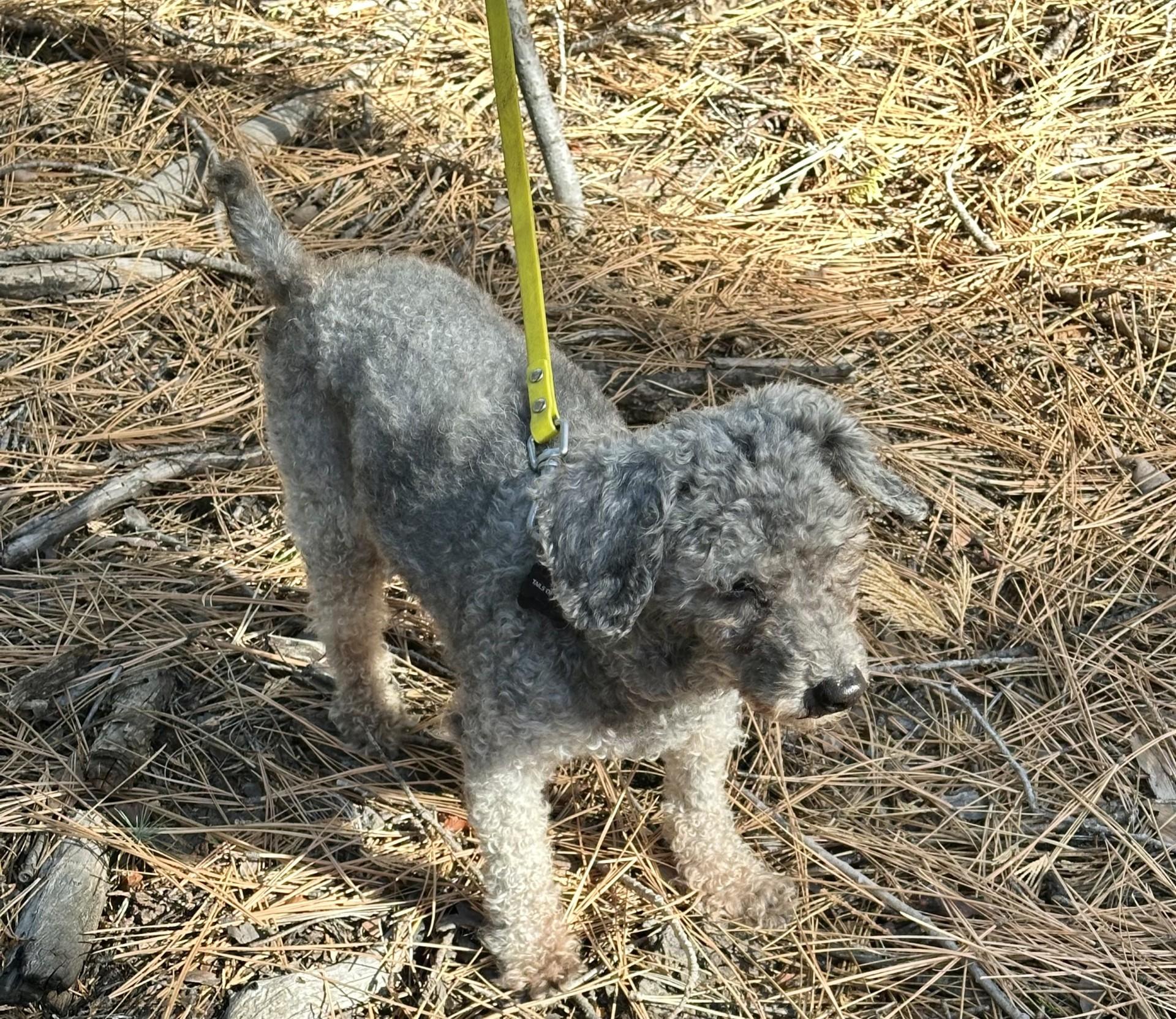 Enlarge Curls, a ADOPTABLE Miniature Poodle in Livermore, CA image 2/3