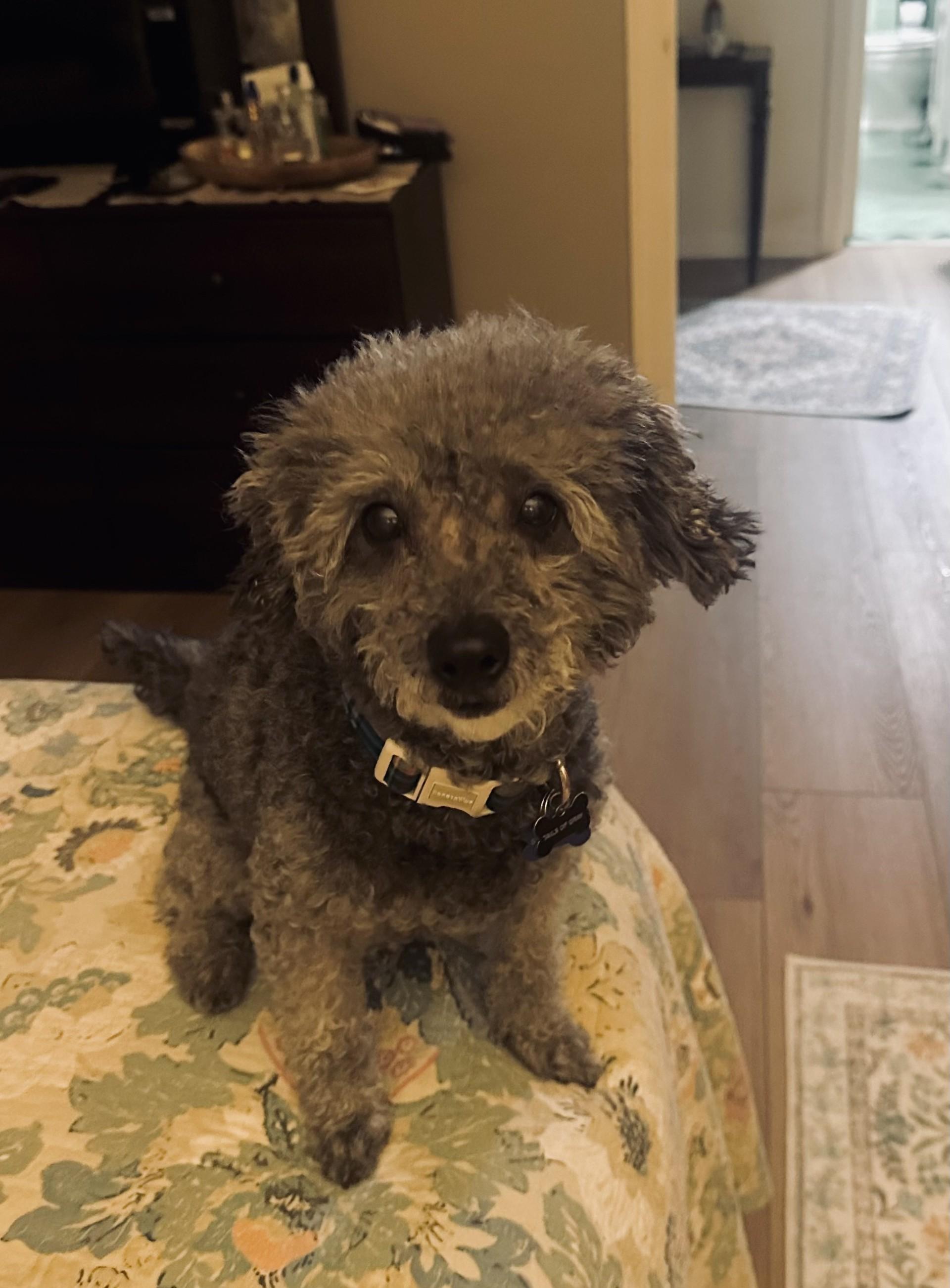 Curls, an adoptable Miniature Poodle in Livermore, CA image 5/5