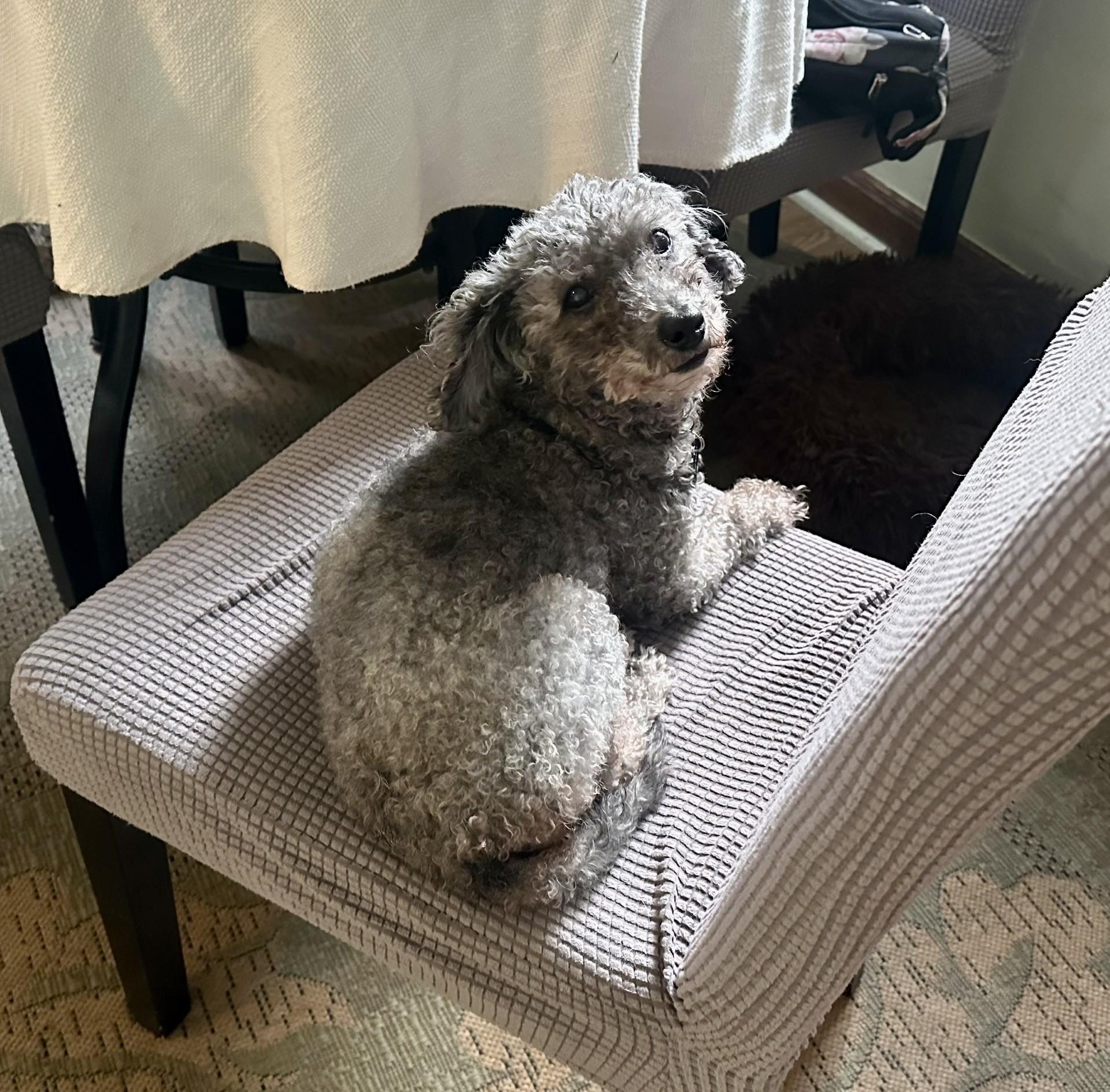 Curls, an adoptable Miniature Poodle in Livermore, CA image 1/5