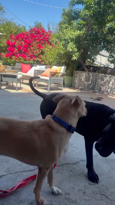 Enlarge Odie, a Adoptable mixed breed in Redondo Beach , CA video 4/6