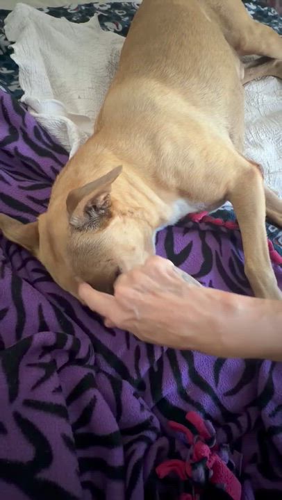 Enlarge Odie, a Adoptable mixed breed in Redondo Beach , CA video 2/6