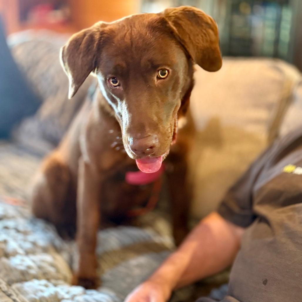 Enlarge Lexie Drew, a Adoptable Chocolate Labrador Retriever in Huntsville, AL image 1/2