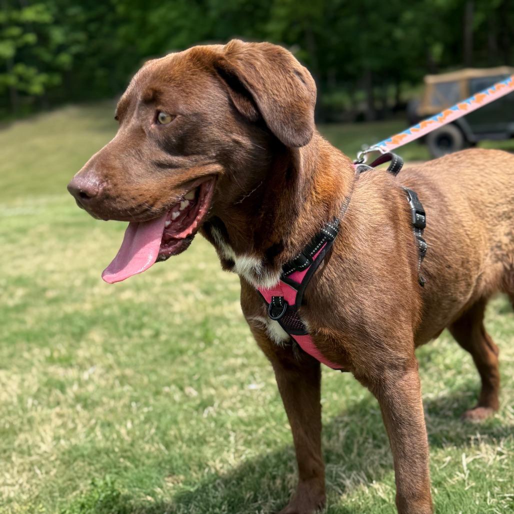 Enlarge Lexie Drew, a Adoptable Chocolate Labrador Retriever in Huntsville, AL image 2/2