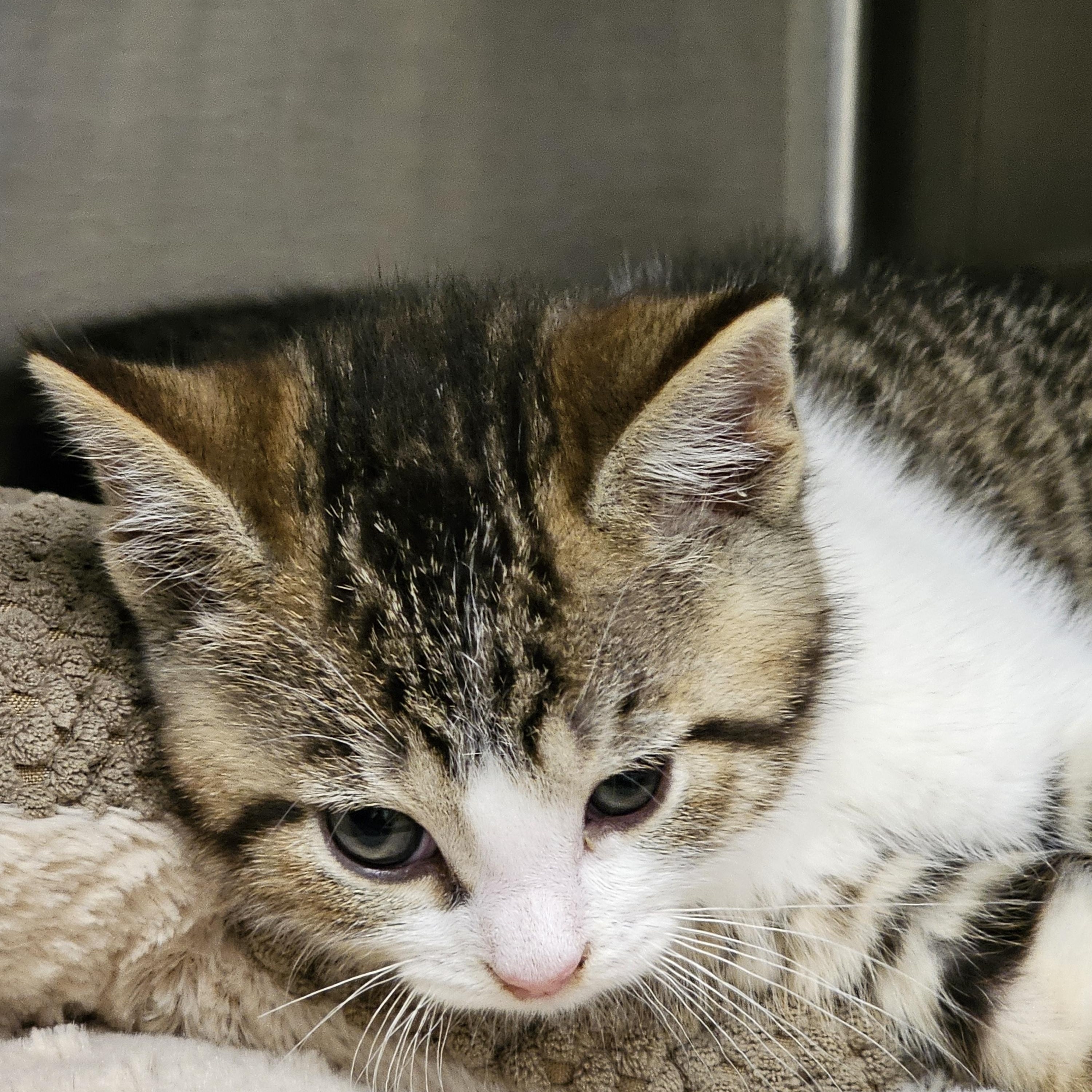 Gus, an adopted Domestic Short Hair in Stratford, CT image 3/4
