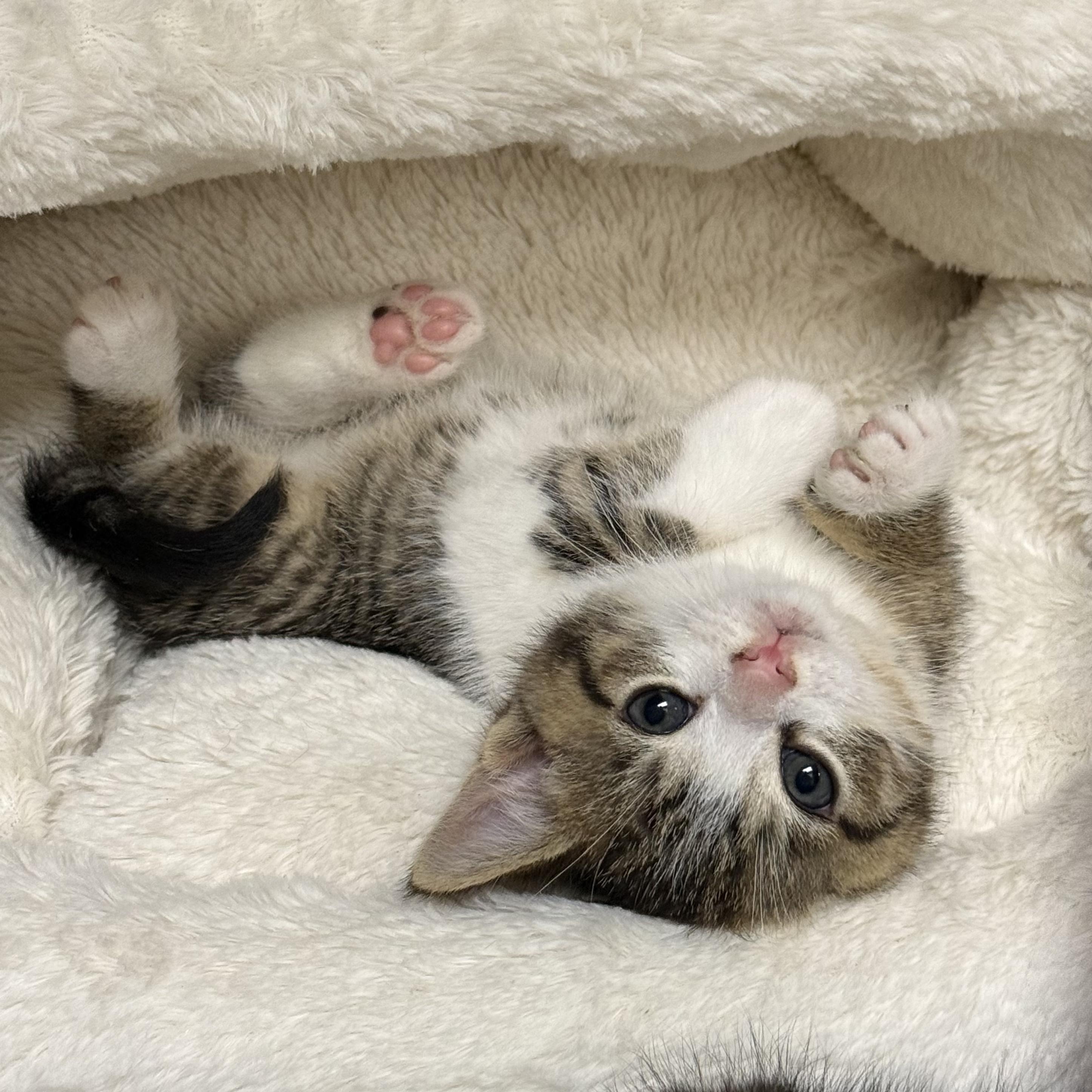 Gus, an adopted Domestic Short Hair in Stratford, CT image 2/4