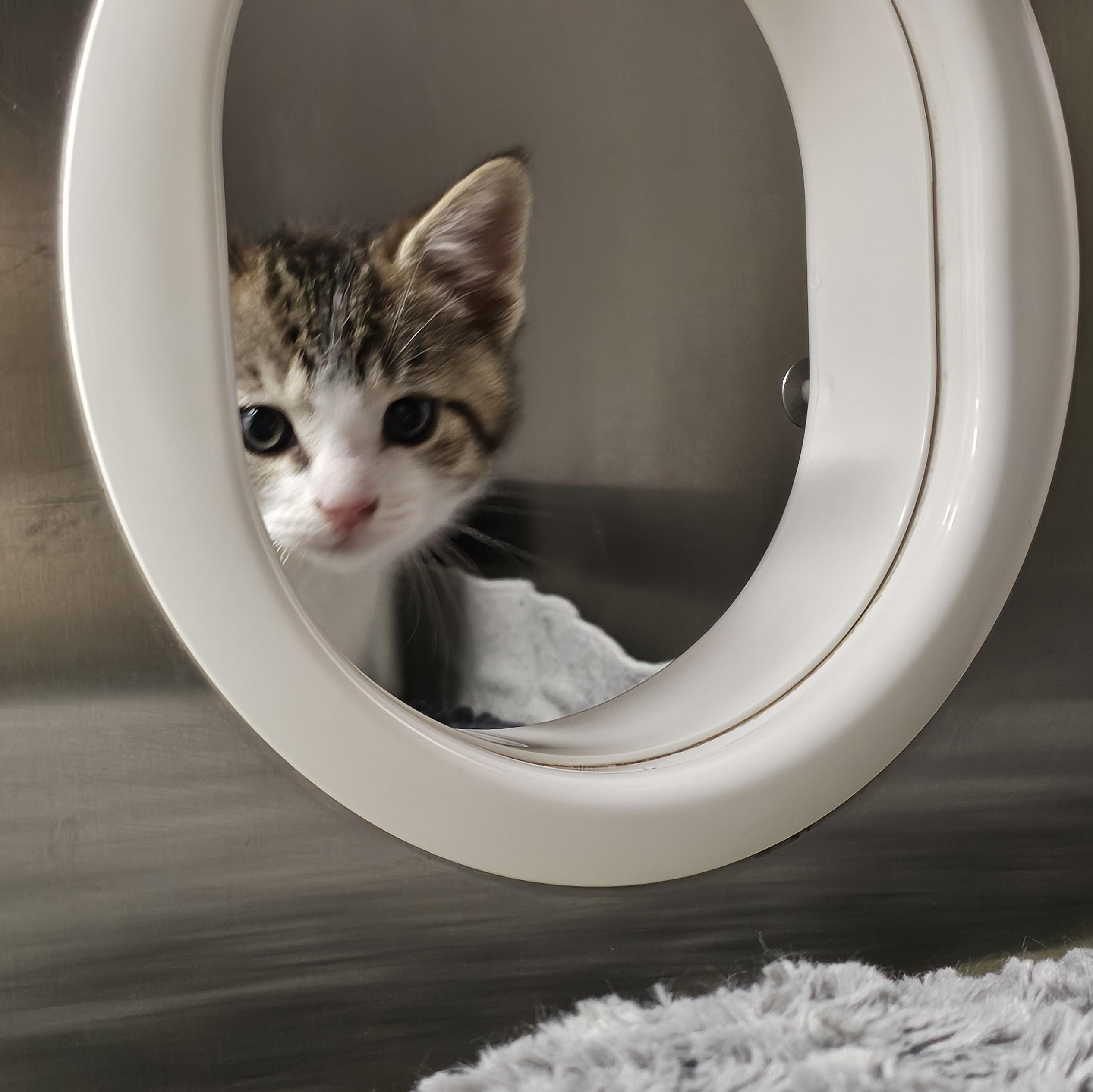 Gus, an adopted Domestic Short Hair in Stratford, CT image 1/4