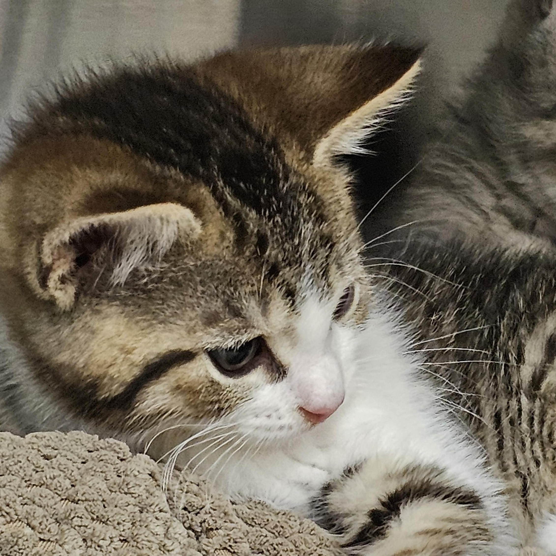 Gus, an adopted Domestic Short Hair in Stratford, CT image 4/4