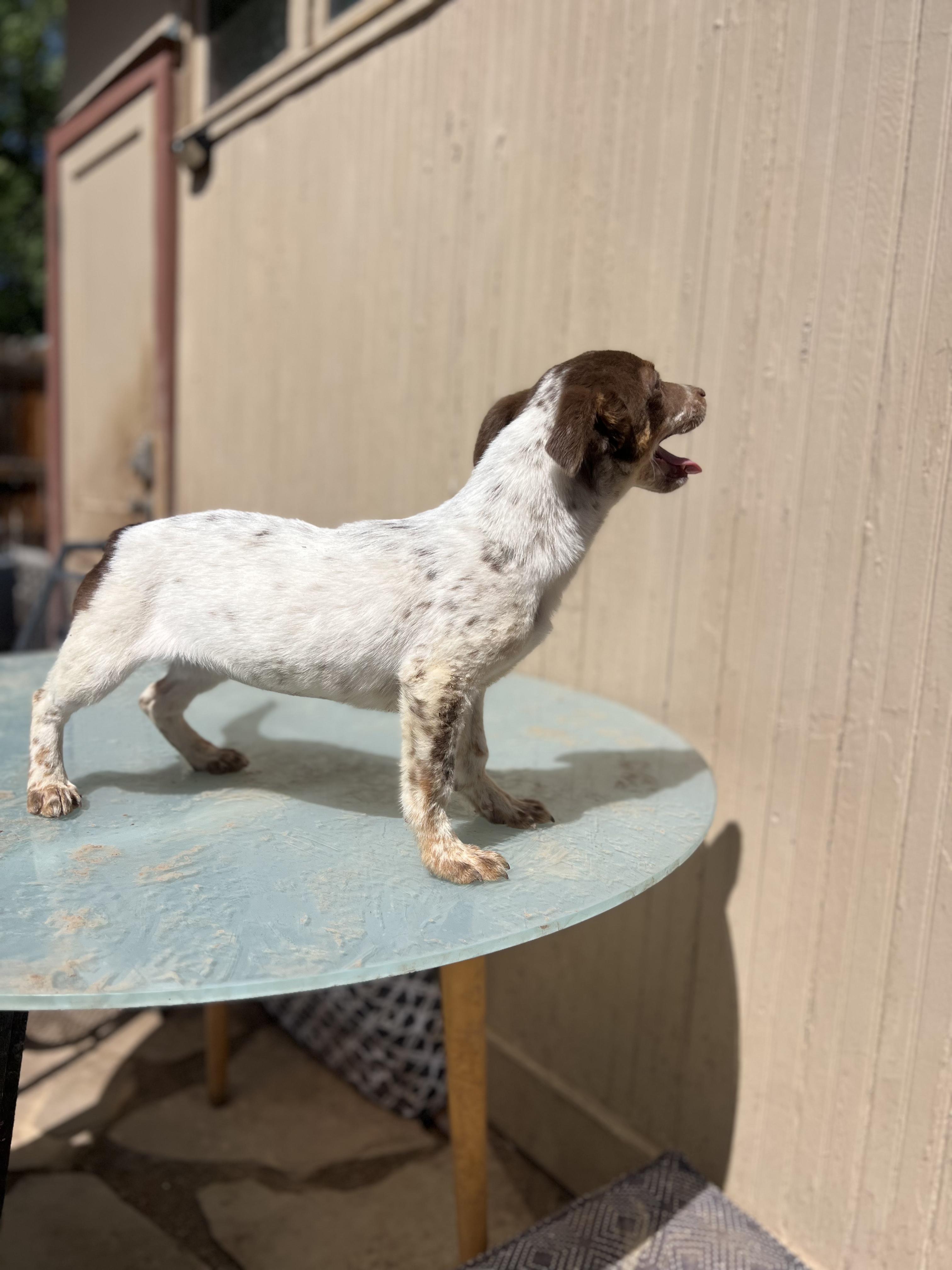 Enlarge Viola, an adopted mixed breed in Fort Collins, CO image 2/5