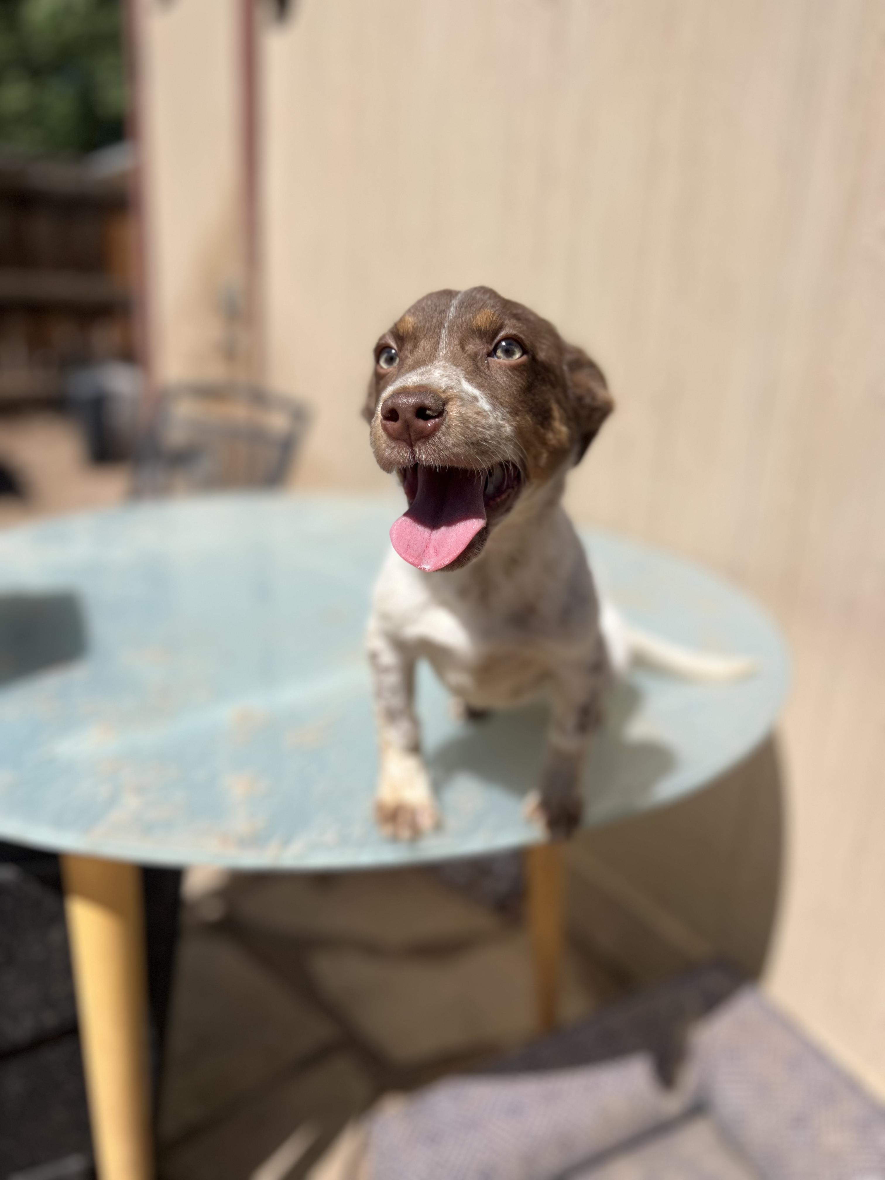 Viola, adopted, Puppy Female Dachshund & Chihuahua.