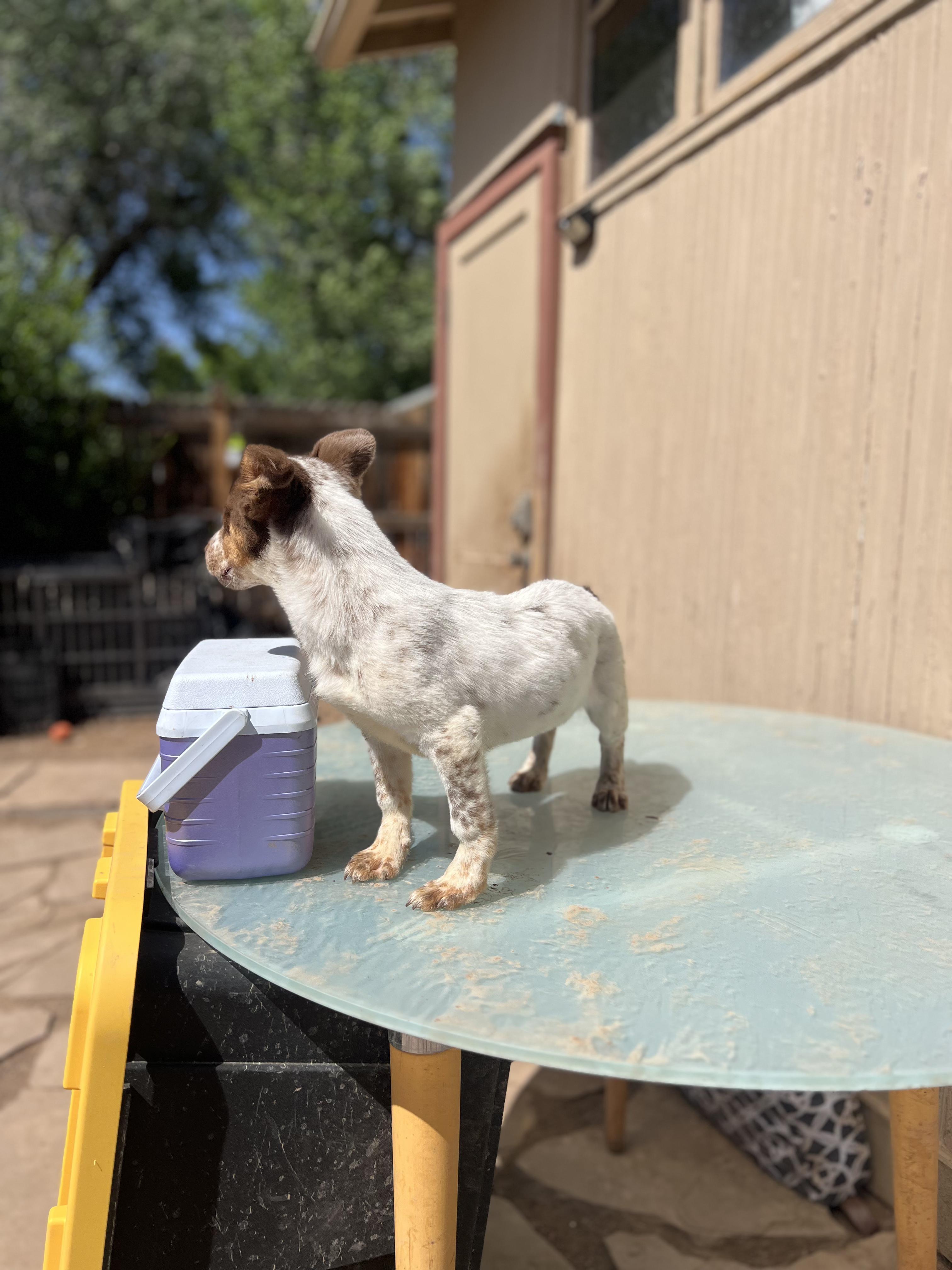 Enlarge Viola, an adopted mixed breed in Fort Collins, CO image 3/5