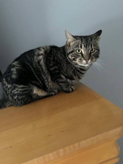 Tundra, a ADOPTABLE Tabby in Mount Royal, NJ image 2/4