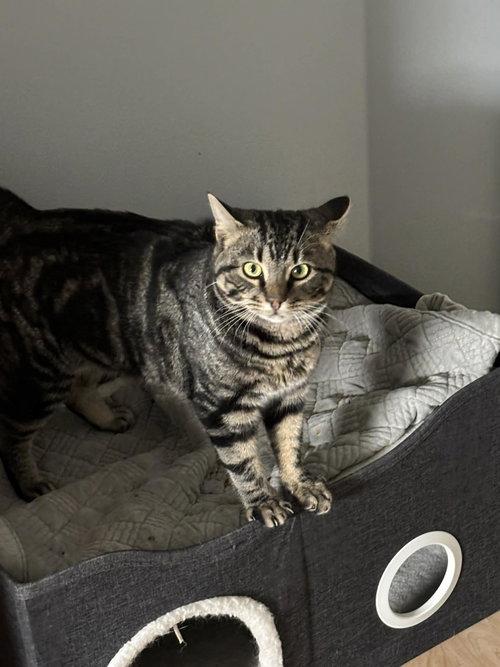 Tundra, a ADOPTABLE Tabby in Mount Royal, NJ image 3/4