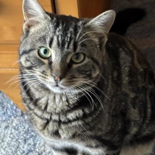 Tundra, ADOPTABLE, Young Male Tabby.